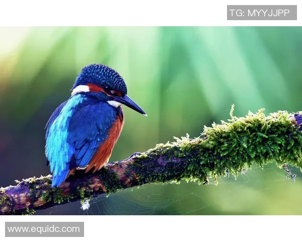 精彩绝伦的高清足球明星壁纸合集尽享视觉盛宴与激情瞬间